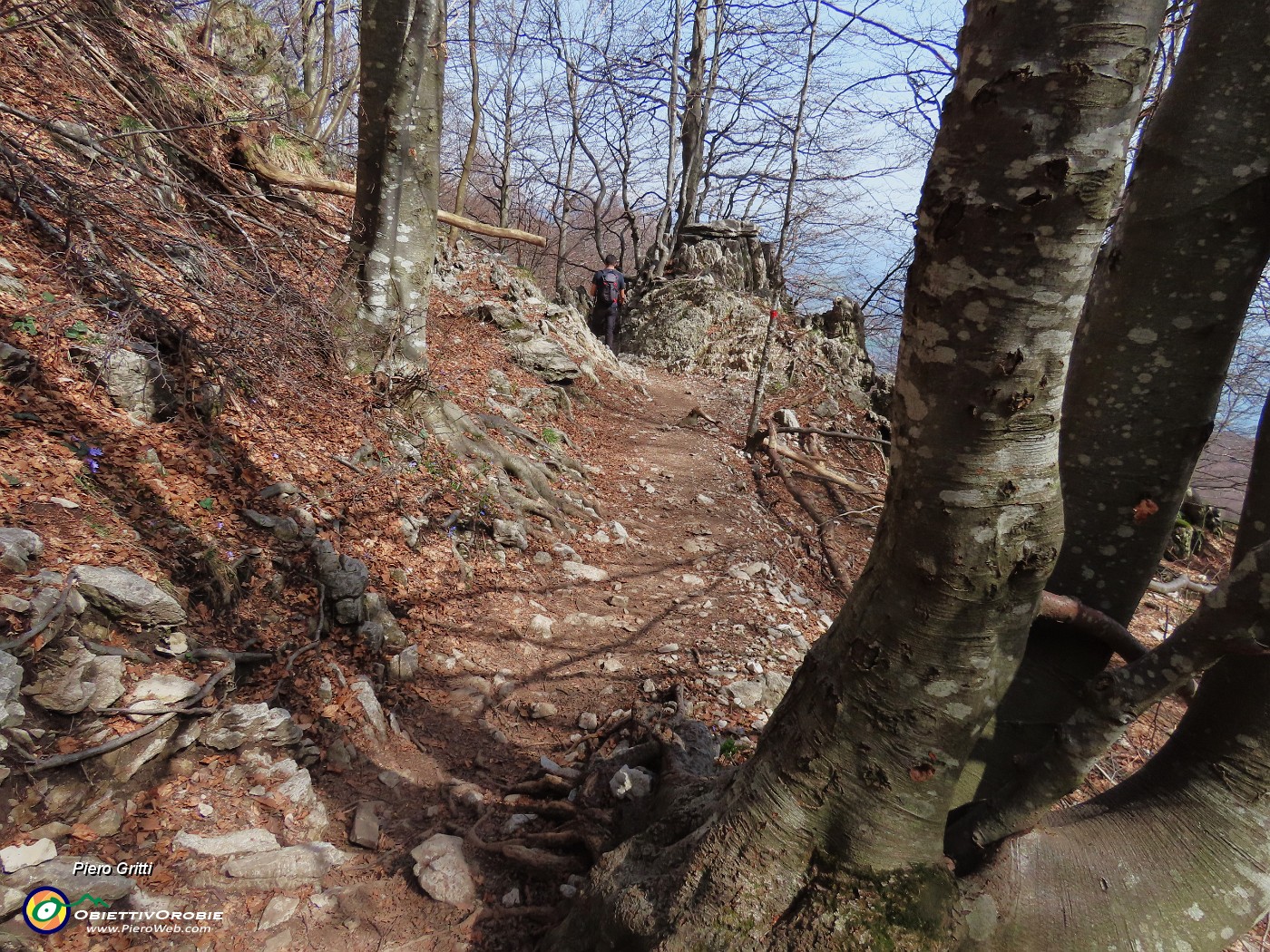 67 Nel bosco sgombro di neve.JPG